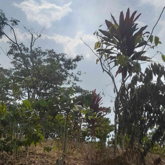 Hanjuang, tanaman pembatas antarkebun di Kampung Juku Batu, Kecamatan Banjit, Way Kanan, Lampung. Dok pribadi
