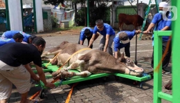 Persiapan penyembelihan hewan kurban di masjid Darul Falah Jakarta Selatan. Gambar dari liputan6.com/ Angga yuniar