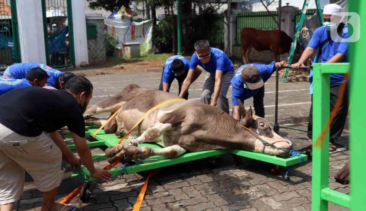 Persiapan penyembelihan hewan kurban di masjid Darul Falah Jakarta Selatan. Gambar dari liputan6.com/ Angga yuniar