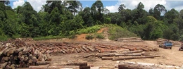 Pemanfaatn hutan tidak berkelanjutan memicu kepunahan hewan dan tumbuhan serka perubahan iklim global. Photo:mongabay.com 