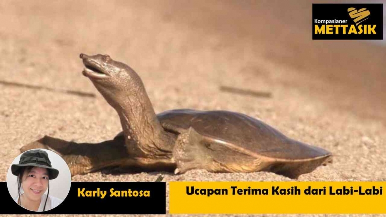 Ucapan Terima Kasih dari Labi Labi Halaman 1 - Kompasiana.com