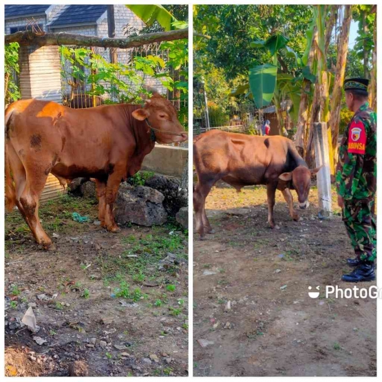 Dua sapi yang siap disembelih pada Hari Raya idul Adha. Dokumen pribadi.