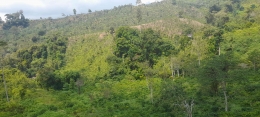 Seluruh bukit Punggur ditanami dengan kopi. Dok pribadi