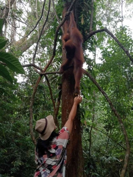 Berinteraksi dengan orangutan Sumatera di Bukit Lawang, Bahorok, Taman Nasional Gunung Leuser (Dok. Pribadi)