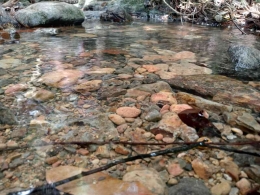 Aliran sungai kecil dengan air yang jernih di tengah hutan Bukit Lawang, Taman Nasional Gunung Leuser (Dok. Pribadi)