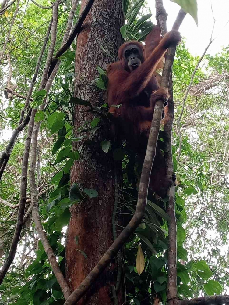 Orangutan Sumatera di Bukit Lawang, Bahorok, Taman Nasional Gunung Leuser (Dok. Pribadi)