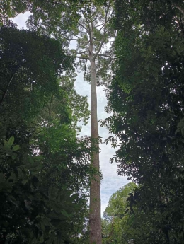 Pohon besar tumbuh tinggi menjulang di Bukit Lawang, Taman Nasional Gunung Leuser (Dok. Pribadi)