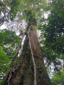  Pohon kayu damar berumur 350 tahun di Bukit Lawang, Taman Nasional Gunung Leuser (Dok. Pribadi)