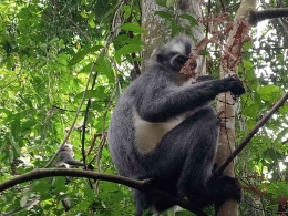 Satwa primata di Bukit Lawang, Taman Nasional Gunung Leuser (Dok. Pribadi)
