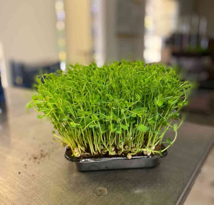 Microgreen adalah suatu jenis sayuran dengan kandungan gizi dan nutrisi tinggi, dibandingkan dengan tanaman pangan pada umumnya (Dokpri)