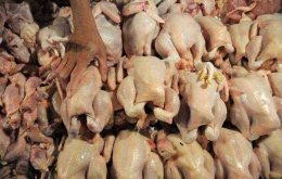 Ilustrasi ayam yang dijual di pasar, ayam diperlukan untuk membuat dimsum|Foto: ANTARA, dimuat pelitabaru.com