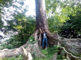 Salah satu pohon raksasa di KRB | dokumentasi pribadi