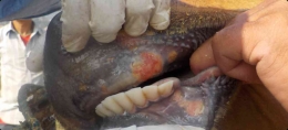 Gejala pelepuhan pada bagian mulut dan bagian dalam mulut pada ternak yang terjangkit PMK. Photo:agric.wa.gov.au