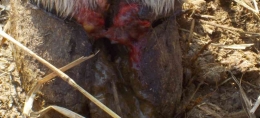 Gejala luka dan pendarahan pada kuku pada ternak yang terjangkit PMK. Photo:agric.wa.gov.au
