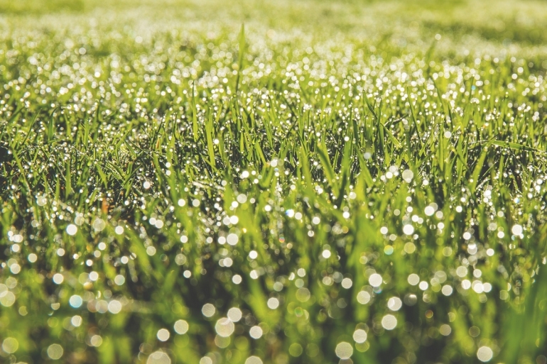 Ilustrasi rumput yang basah oleh embun. Sumber: freestock.org/Pexels