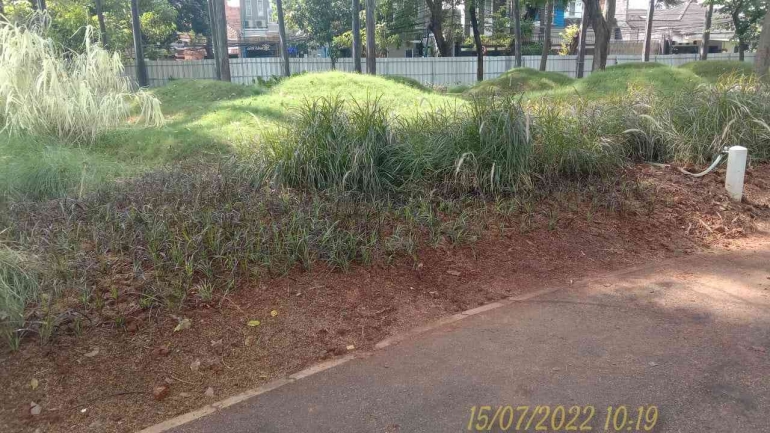 Penanaman alang-alang merah di Tebet Eco Park/dok pribadi