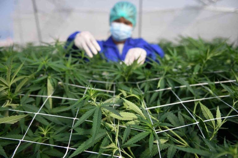 Pekerja merawat tanaman ganja di di Nakhon Ratchasima. Thailand negara Asia pertama yang melegalkan untuk medis. REUTERS via Bangkok Post