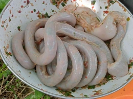 Kidu-kidu merupakan bahan isian daging cincang atau daging giling yang dimuat ke dalam usus halus babi atau sapi (Dok. Pribadi)