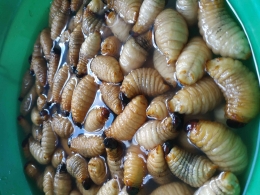 Ulat kumbang sagu (Rhynchophorus ferrugineus larvae). Sumber foto: https://commons.wikimedia.org