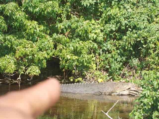 Buaya sering ditemukan di sungai atau pinggir pantai di Pulau Wetar, Maluku Barat Daya. Foto pribadi