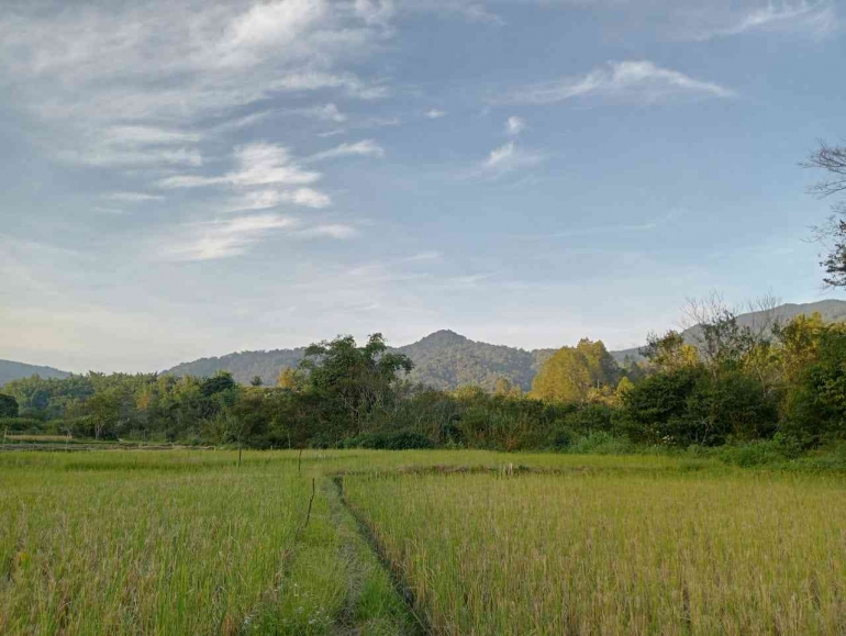 Tangkai padi di sawah yang baru selesai dipanen (Dok. Pribadi)