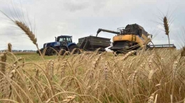 Ladang gandum di Ukraina (Foto: tribunnews.com)