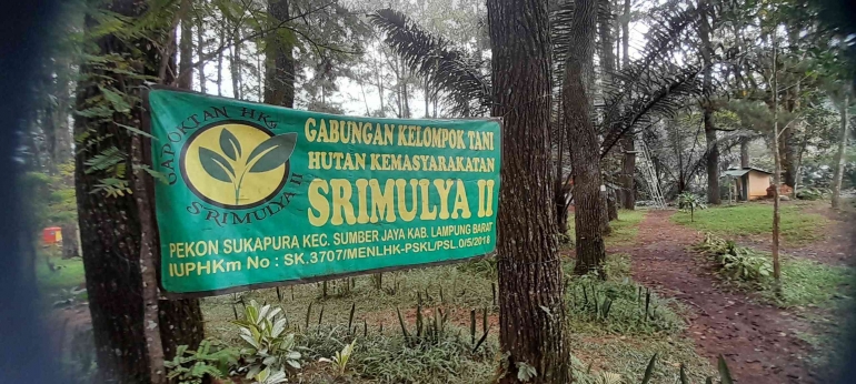 Gapoktan Srimulya II sebagai pengelola Pinus Ecopark di Sumber Jaya, Lampung Barat. Foto pribadi