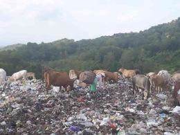 Fakta sampah organik dibuang ke TPA yang menjadi pakan sapi, ini juga tidak sehat bagi hewan dan manusia. Sumber: DokPri