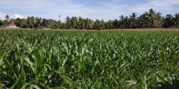 Tanaman Jagung Pada Lahan Lebih 1 Hektar. Sumber Foto: Penulis