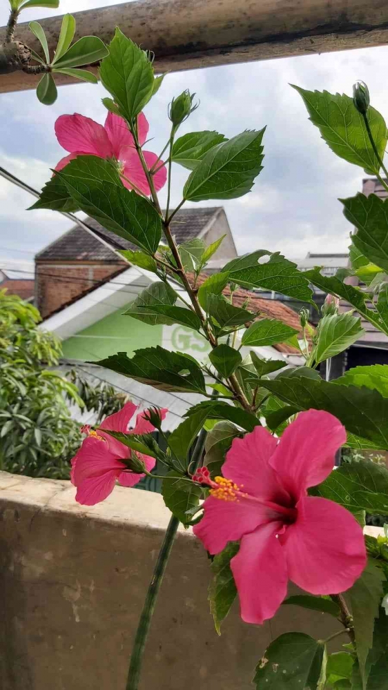 Hibiscus rosa sinensis (Dokumentasi pribadi)