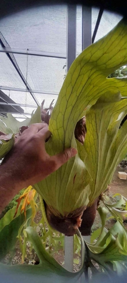 Ental perisai pada tanduk rusa berfungsi melindung rimpang sekaligus menangkap serasah untuk dijadikan sebagai makanan | Dok pribadi