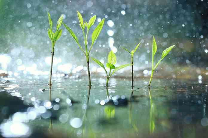 Kebajikan membutuhkan keikhlasan, sepeeti tanaman membutuhkan hujan|foto ilustrasi: shutterstock