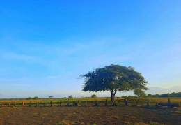 Pohon di savannah Taman Nasional Baluran. Dok. penulis