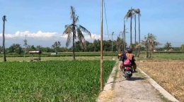 Lahan Sawah Dusun Talkandang Barat Desa Talkandang