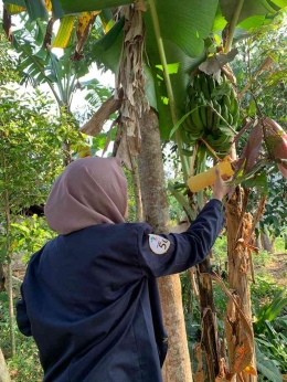 Proses peletakan trapping di pohon pisang