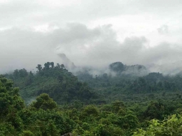 Hutan tropis Morowali Utara menyimpan berbagai sumberdaya alam (dok. pribadi)