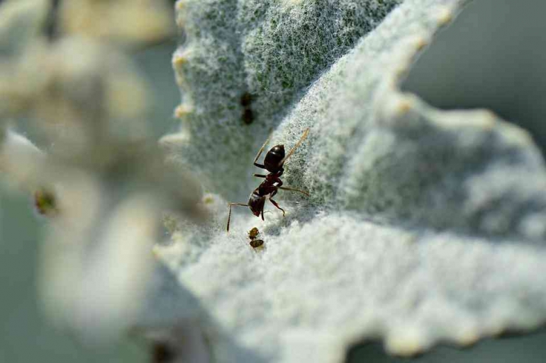 Ilustrai gambar oleh Pixabay | Seekor semut yang sedang mencari makanan