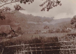 Kawasan perbukitan di Kalibaru Banyuwangi yang gundul karena digunakan untuk lahan perkebunan. Foto dibuat sekira tahun 1925. 