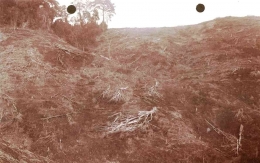 Kawasan hutan di perbukitan Kalibaru, Banyuwangi, yang dibabat untuk perkebunan. Foto dibuat sekira tahun 1925. 