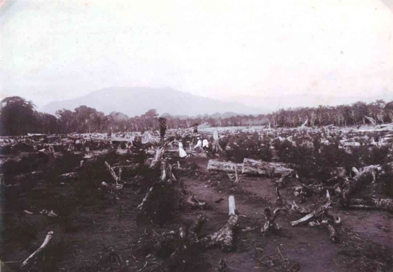 Pekebun Eropa mengunjungi kawasan hutan yang baru dibabat untuk perkebunan. Foto dibuat sekira tahun 1911. 