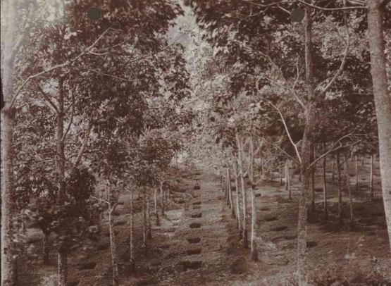 Perkebunan karet di Kalibaru Banyuwangi. Foto dibuat sekira tahun 1925