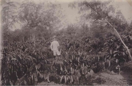 Seorang pekebun Eropa berada di perkebunan kopi robusta, Soember Baroe, Kalibaru, Banyuwangi. Foto dibuat sekira tahun 1911. 