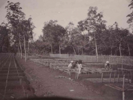 Tempat pembibitan karet di perkebunan Kalibaru, Banyuwangi. Foto dibuat sekira tahun 1926. 