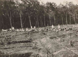 Penyiapan lahan perkebunan di Kalibaru, Banyuwangi. Foto dibuat sekira tahun 1929. 
