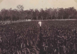 Pekerja Eropa mengobservasi bibit karet yang siap untuk ditanam. Foto dibuat sekira tahun 1911. 