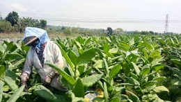 Petani yang sedang memanen daun tembakau (Dokpri 2021)