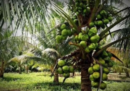 Pohon kelapa hibrida yang hijau, memiliki banyak manfaat untuk kesehatan, Sumber : iresepi.net