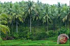 Kebun pohon kelapa, sumber: antaranews.com