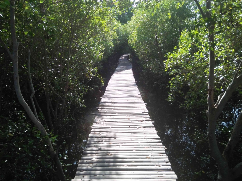 Hutan Mangrove Magepanda-Maumere (Dokpri)