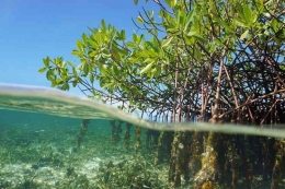 Mangrove sebagai habitat biota laut (Rhizophora mangle. Kompas.com)